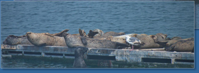 Fischereihafen von Crescent City, CA