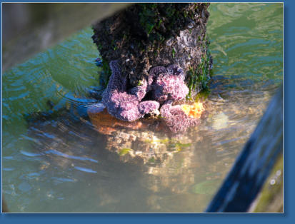 Hafen von Newport, OR