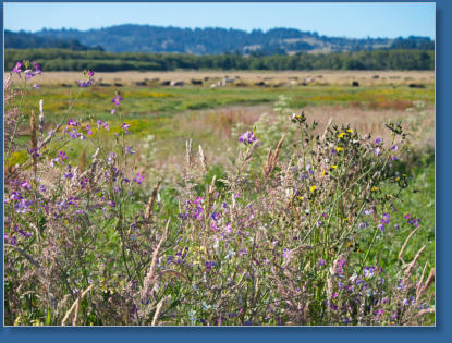 Humboldt Bay National Wildlife Refuge, CA