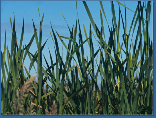 Humboldt Bay National Wildlife Refuge, CA