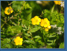 Humboldt Bay National Wildlife Refuge, CA