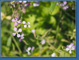 Humboldt Bay National Wildlife Refuge, CA