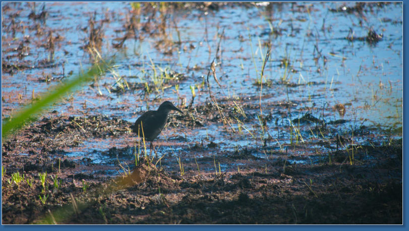 Humboldt Bay National Wildlife Refuge, CA