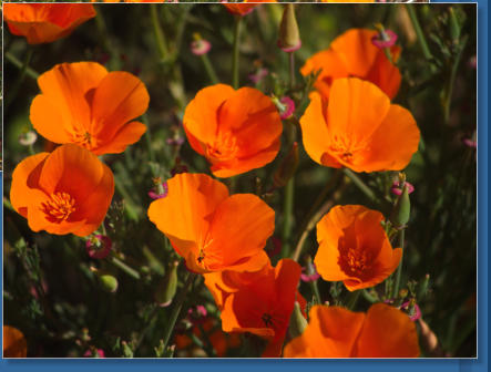 Humboldt Bay National Wildlife Refuge, CA