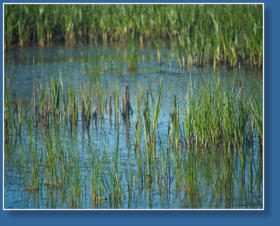 Humboldt Bay National Wildlife Refuge, CA