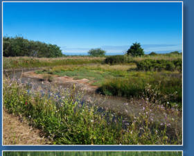 Humboldt Bay National Wildlife Refuge, CA