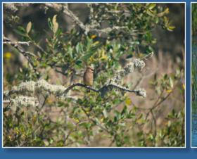 Humboldt Bay National Wildlife Refuge, CA
