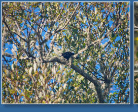 Humboldt Bay National Wildlife Refuge, CA