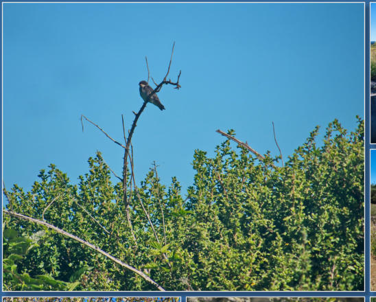 Humboldt Bay National Wildlife Refuge, CA