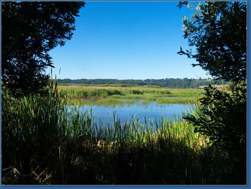 Humboldt Bay National Wildlife Refuge, CA