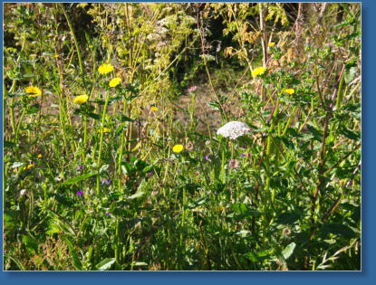 Humboldt Bay National Wildlife Refuge, CA