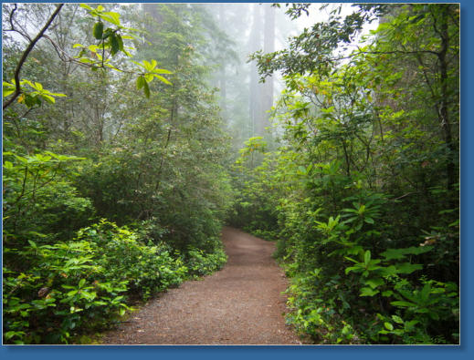 Lady Bird Johnson Trail, Redwood NP, CA