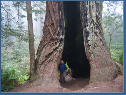 Lady Bird Johnson Trail, Redwood NP, CA