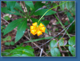 Lady Bird Johnson Trail, Redwood NP, CA