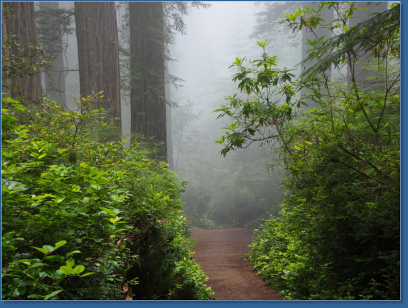 Lady Bird Johnson Trail, Redwood NP, CA