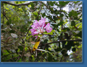 Lady Bird Johnson Trail, Redwood NP, CA