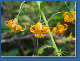 Lady Bird Johnson Trail, Redwood NP, CA