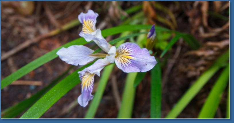 Lady Bird Johnson Trail, Redwood NP, CA
