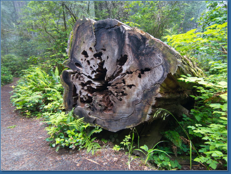 Lady Bird Johnson Trail, Redwood NP, CA