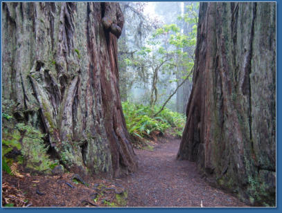 Lady Bird Johnson Trail, Redwood NP, CA