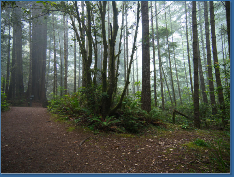 Lady Bird Johnson Trail, Redwood NP, CA