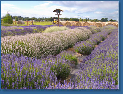 Lavendelfarm, Sequim, WA