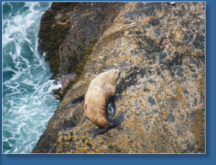 Northern Sea Lion, Oregon Coast