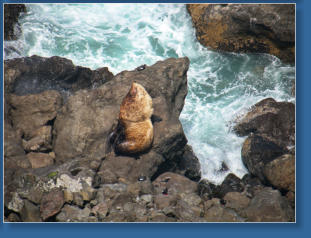Northern Sea Lion, Oregon Coast