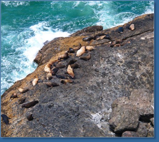 Northern Sea Lion, Oregon Coast
