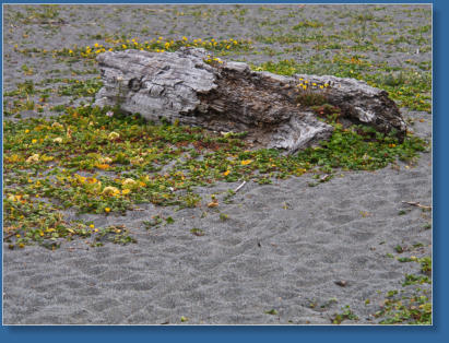 On the Beach in California