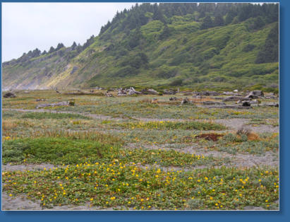 On the Beach in California