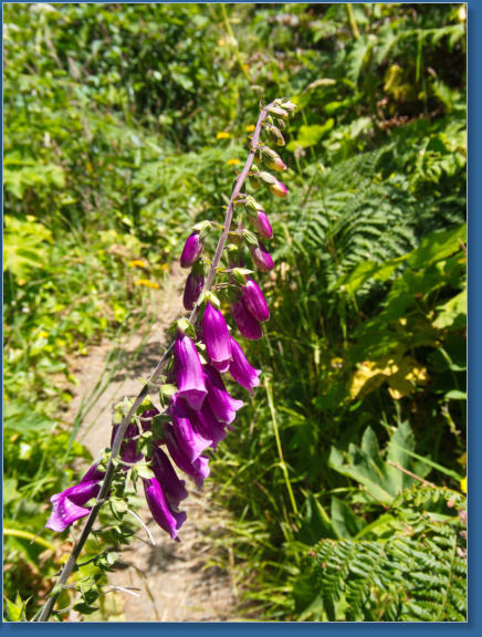 Patricks Point SP, CA