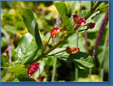 Patricks Point SP, CA