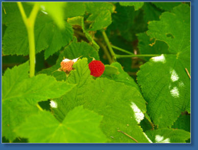 Patricks Point SP, CA