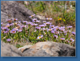 Patricks Point SP, CA
