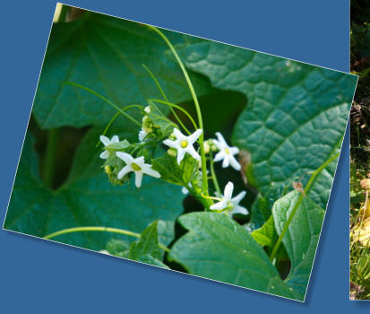 Patricks Point State Park, CA