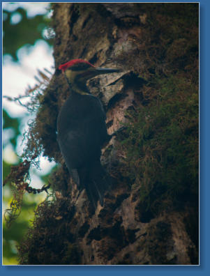 Pileated Woodpecker, Lake Quinault, WA