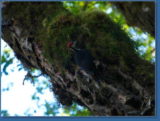 Pileated Woodpecker, Lake Quinault, WA