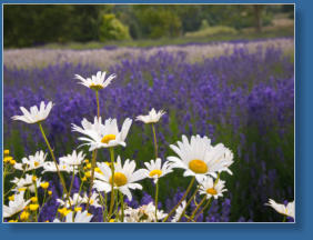 Purple Haze Lavender Farm, Sequim, WA