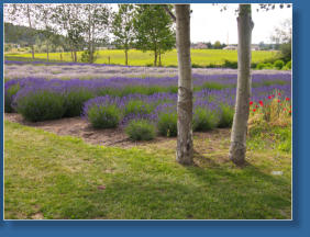 Purple Haze Lavender Farm, Sequim, WA
