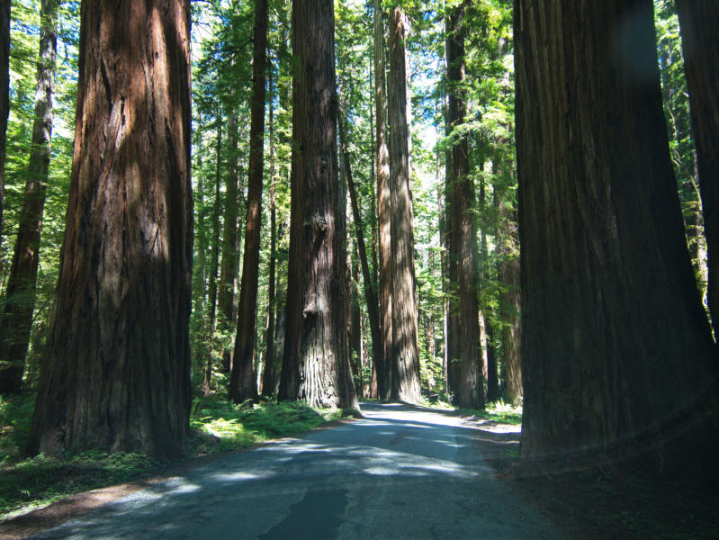 Redwood NP, CA