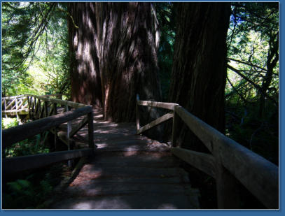 Redwood NP