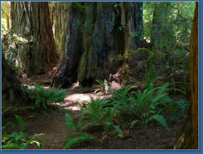 Redwood NP
