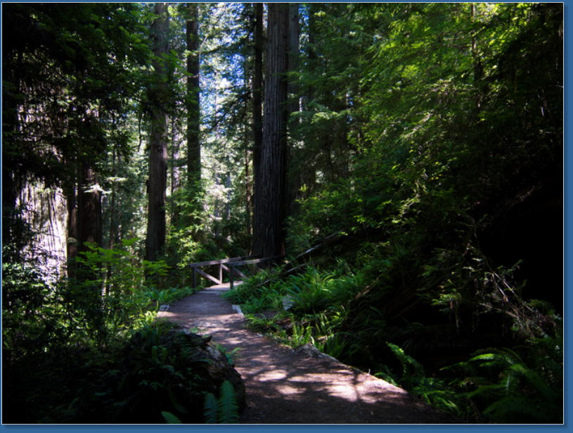 Redwood NP