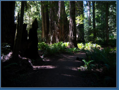 Redwood NP