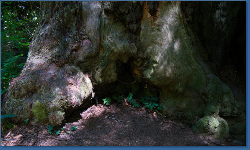 Redwood NP - Ah Pah Interpretive Trail, CA