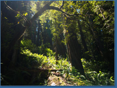 Redwood NP - Ah Pah Interpretive Trail, CA