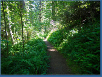 Redwood NP - Ah Pah Interpretive Trail, CA