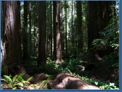 Redwood NP - Prairie Creek Trail, CA
