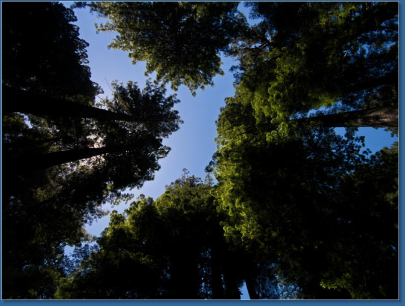 Redwood NP - Prairie Creek Trail, CA